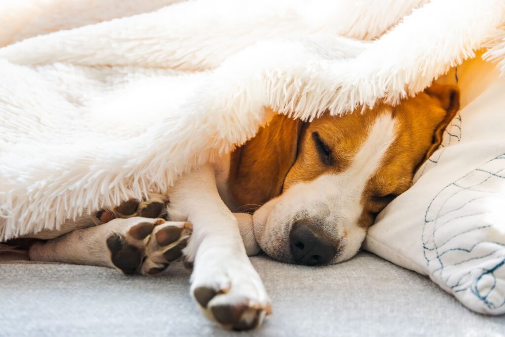 Como saber se o cachorro está com dor?
