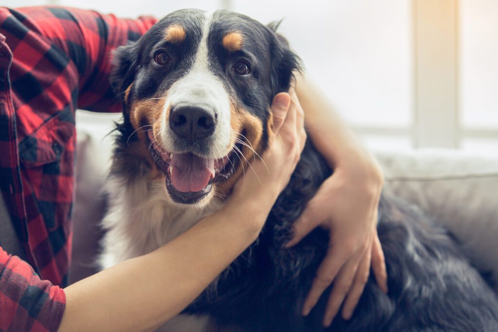 Cachorro feliz recebendo carinho.