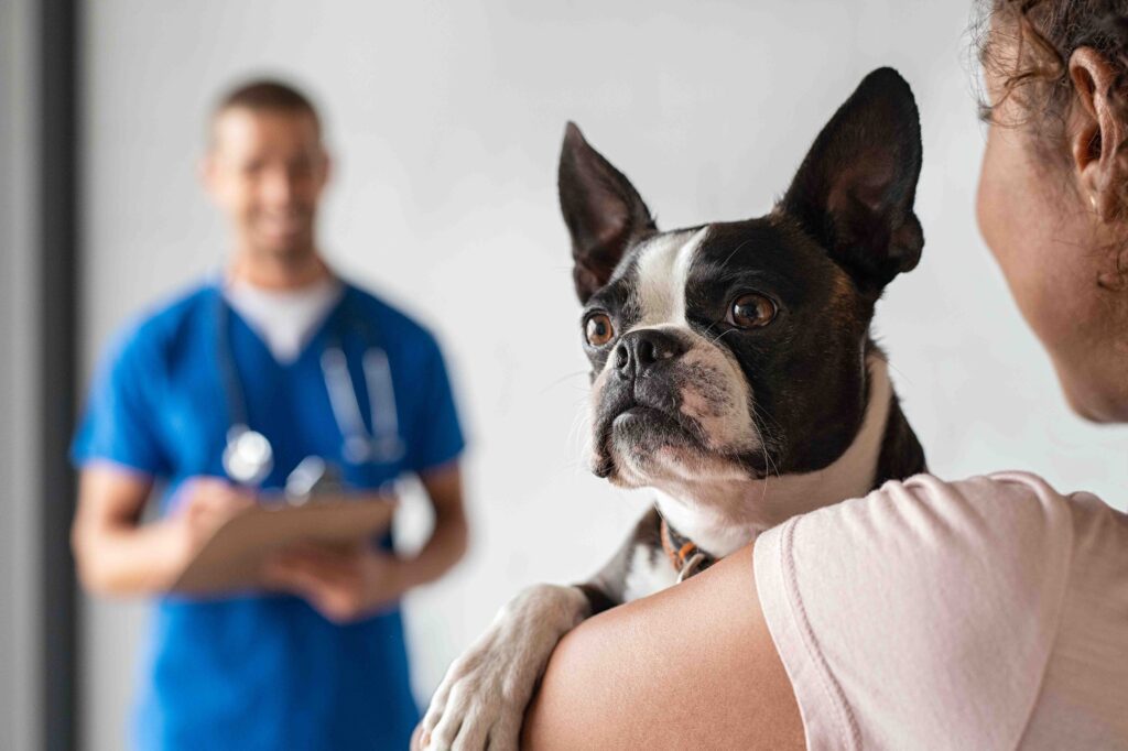 Mulher segurando um cachorro e um médico ao fundo, que fará a castração.