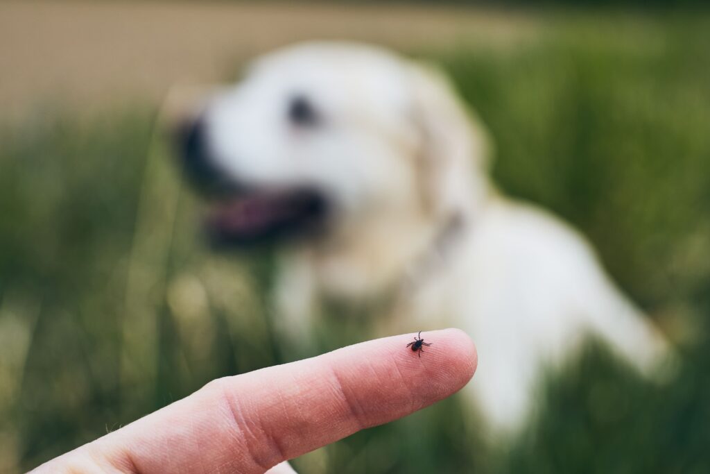 Doença do carrapato em cachorro: sintomas e tratamento