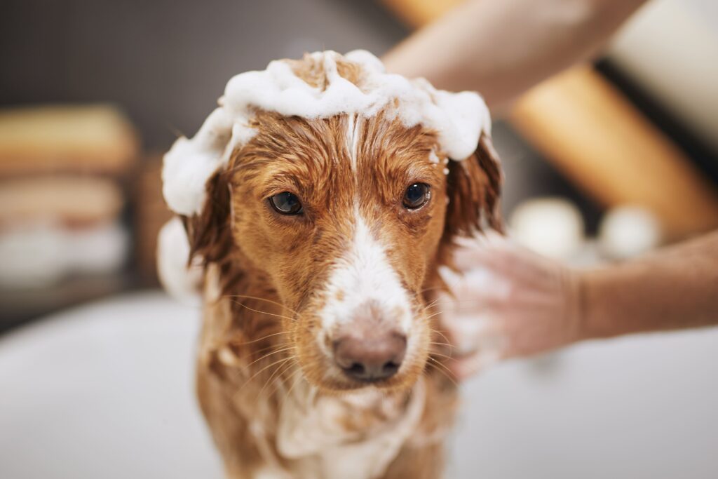 Pode dar banho em cachorro com shampoo de gente? Saiba mais