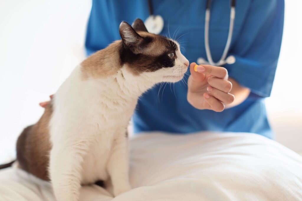 Como dar remédio para gato?