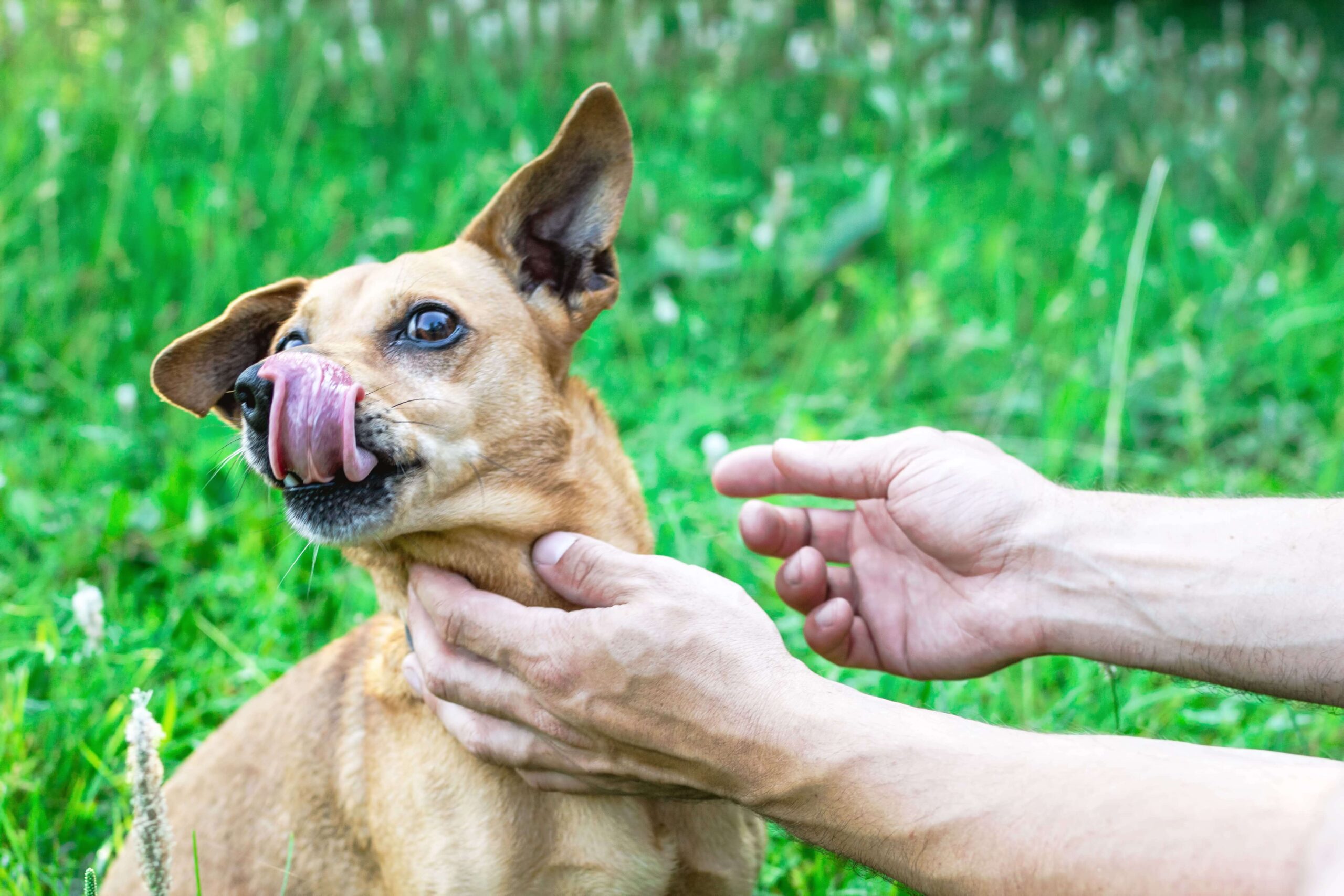 Cachorro se lambendo muito: o que pode ser?