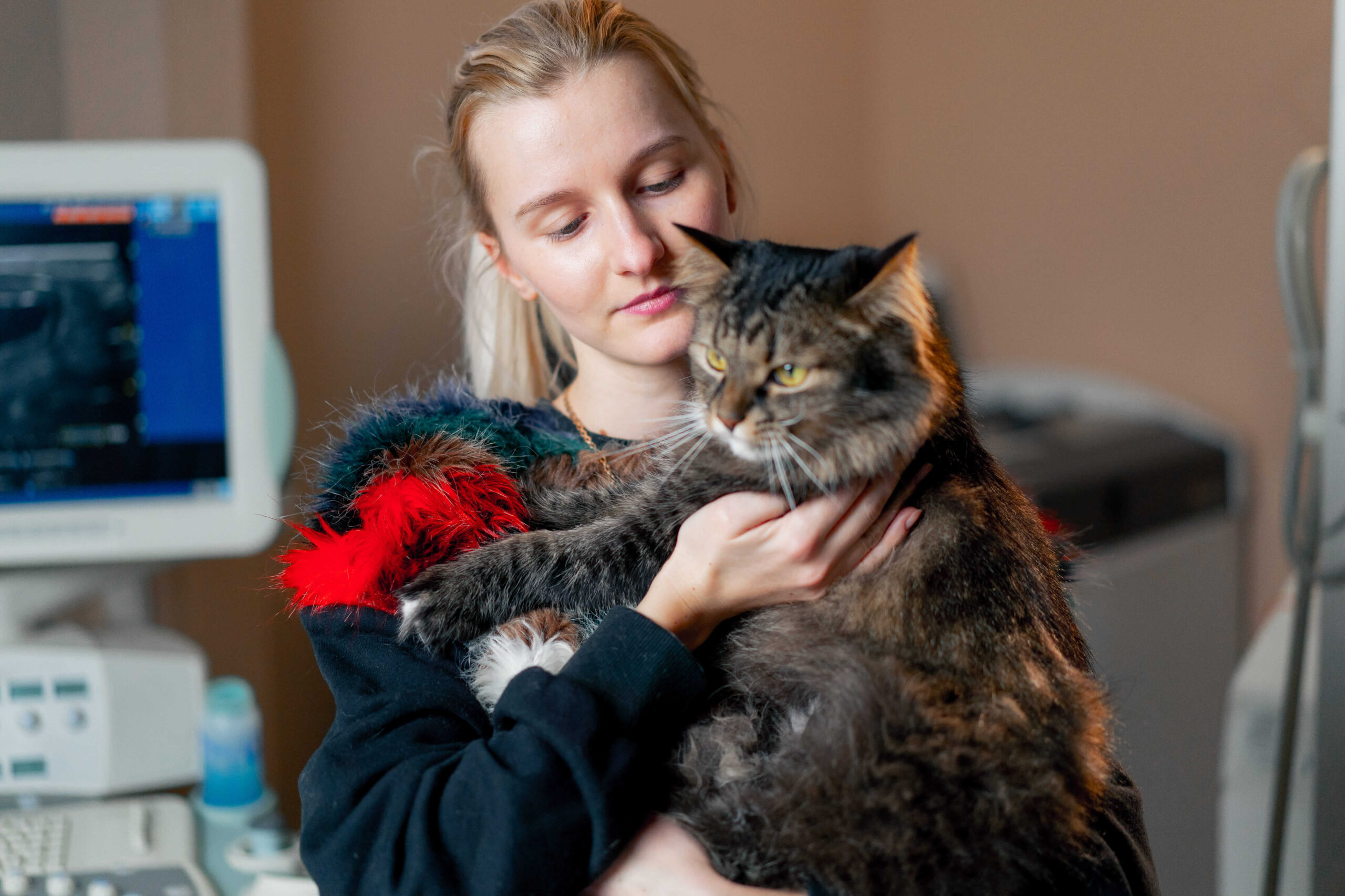 O que é esporotricose em gatos: causas, sintomas e tratamento