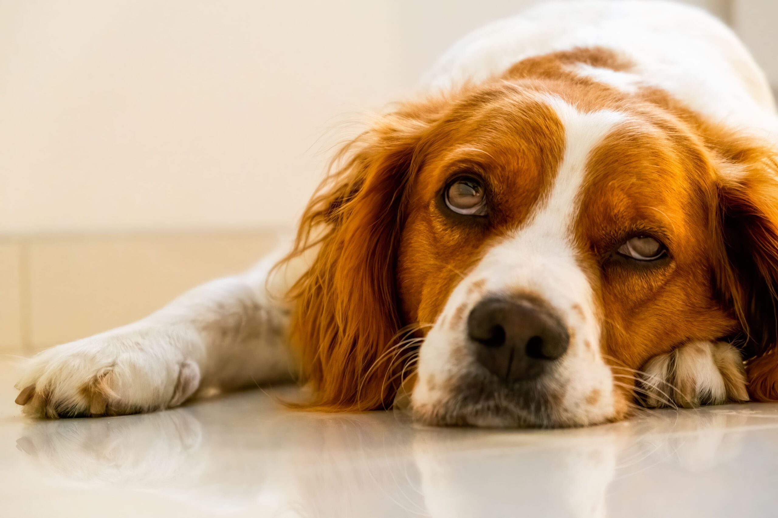 Cachorro Vomitando? Saiba o que fazer!