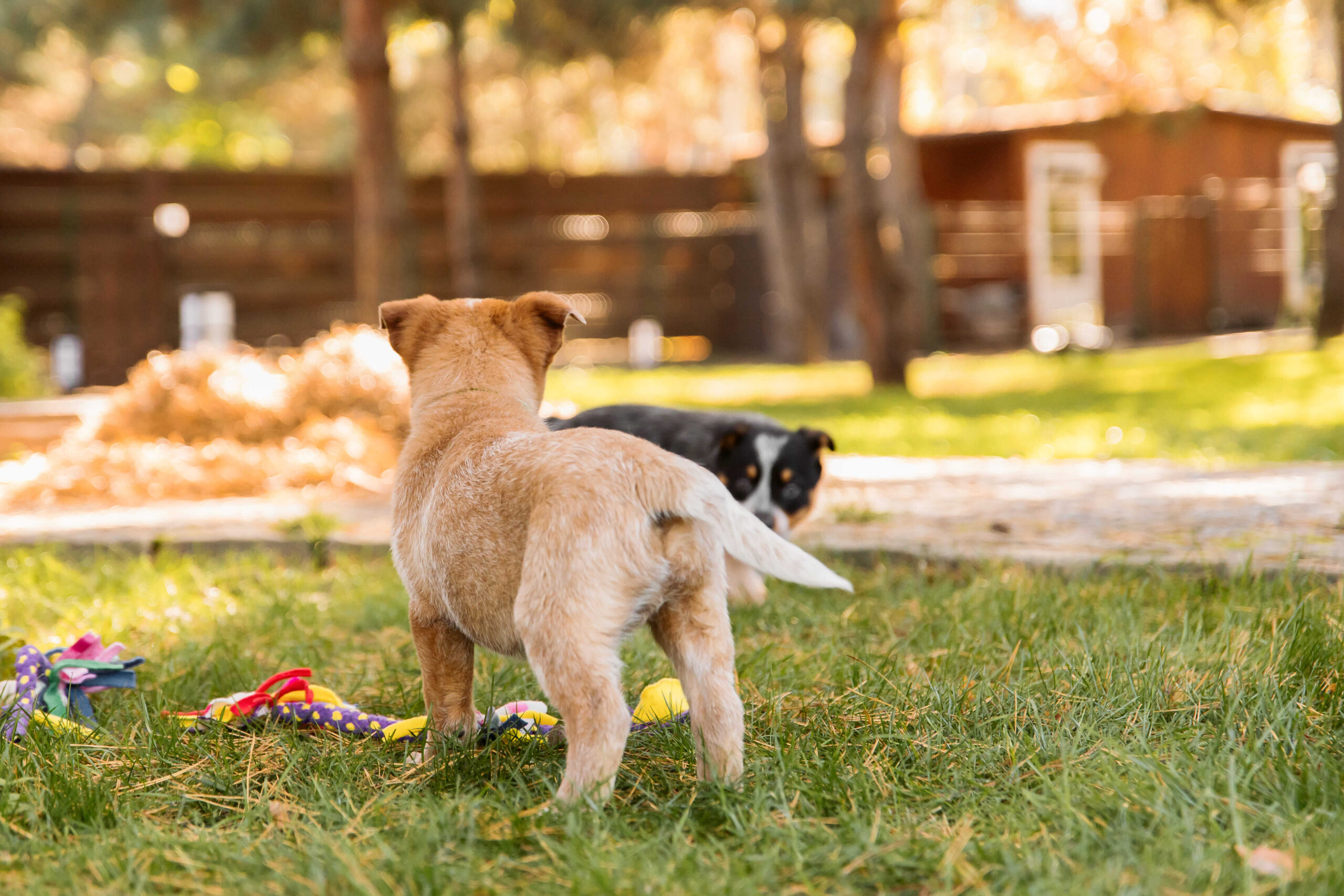Giardiase canina: sintomas e como tratar