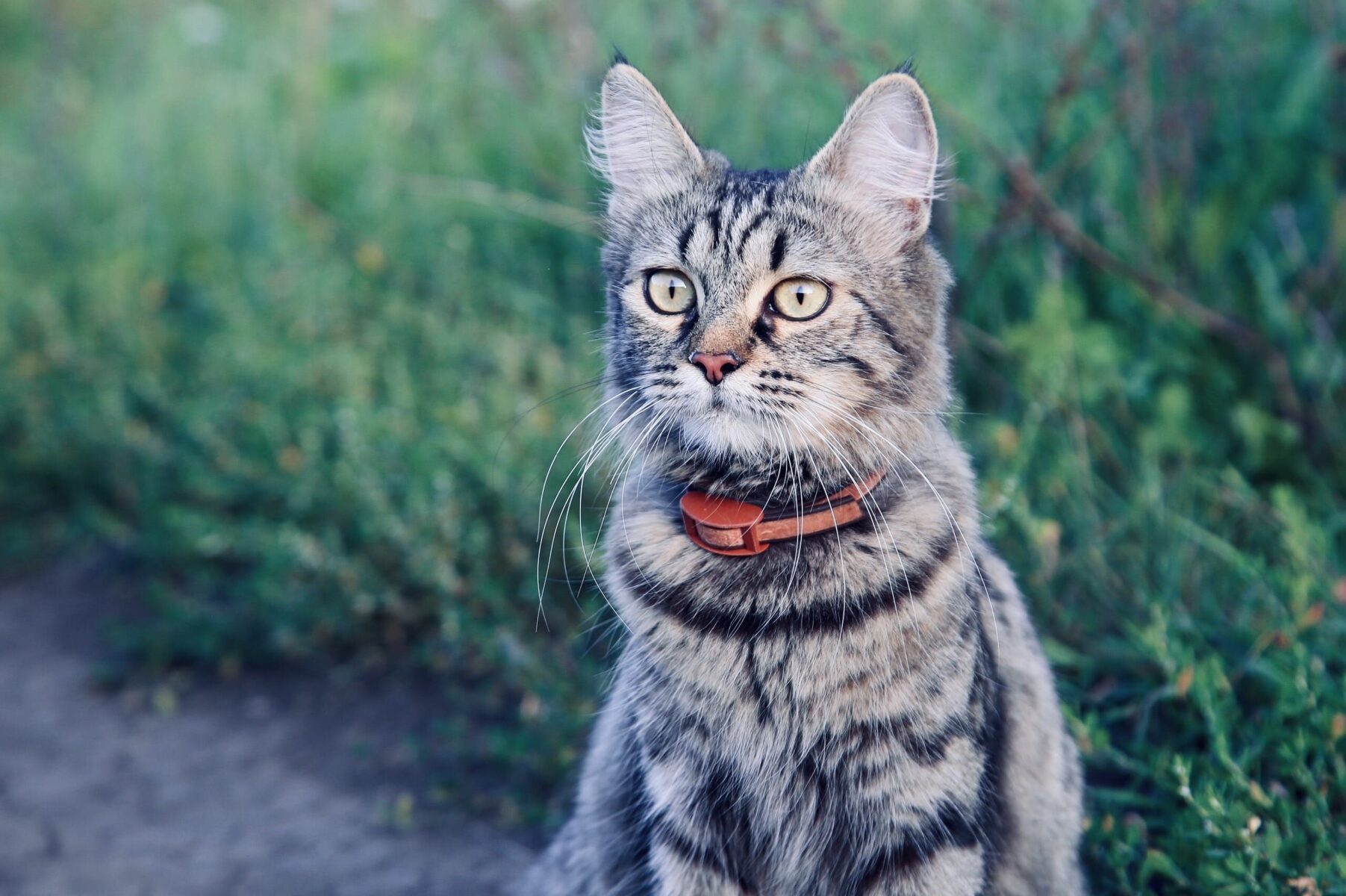 Gato olhando fixamente para um ponto.