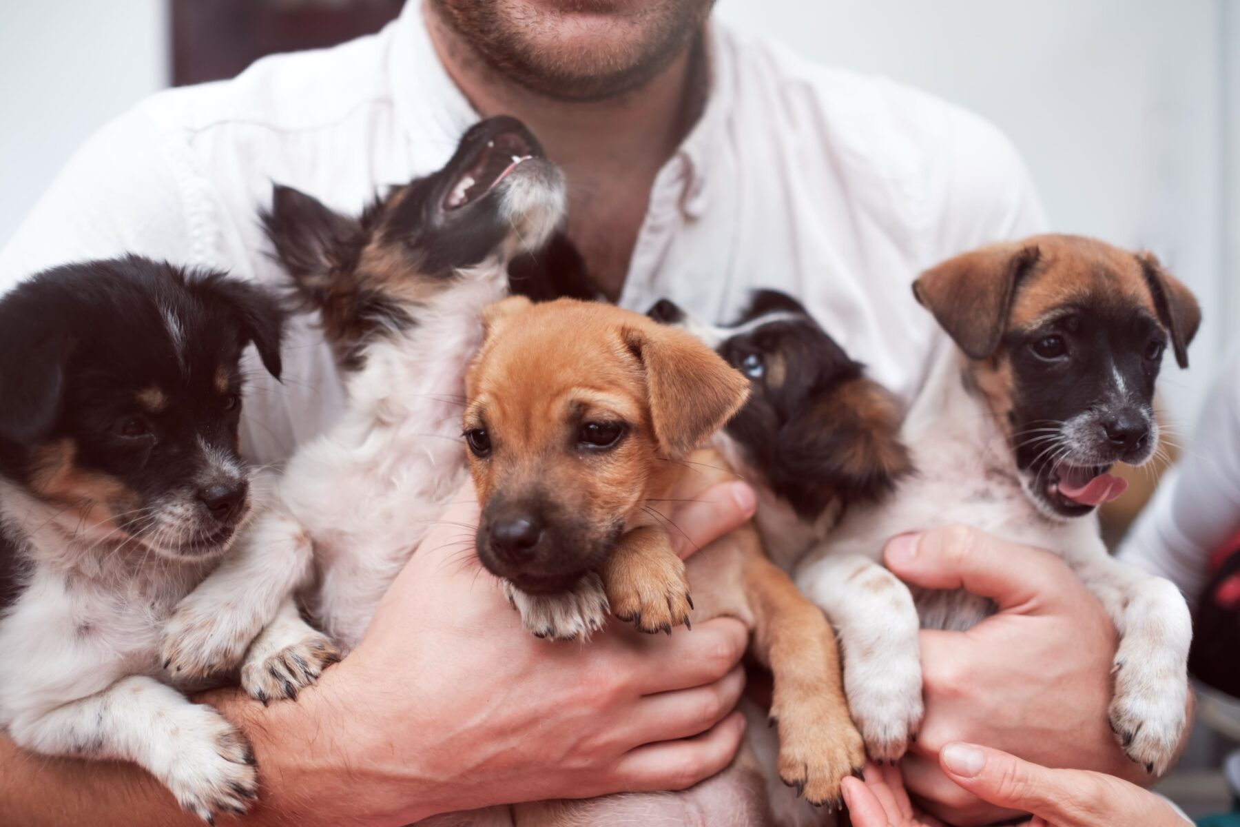 Homem segurando vários filhotes de cachorro no colo.