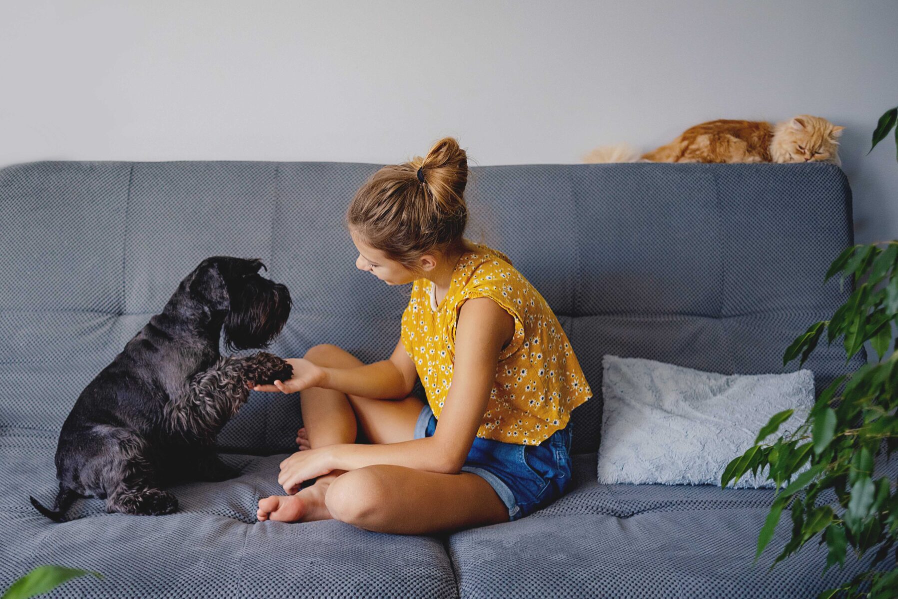 Adestramento de cães, cão dando a patinha para mulher