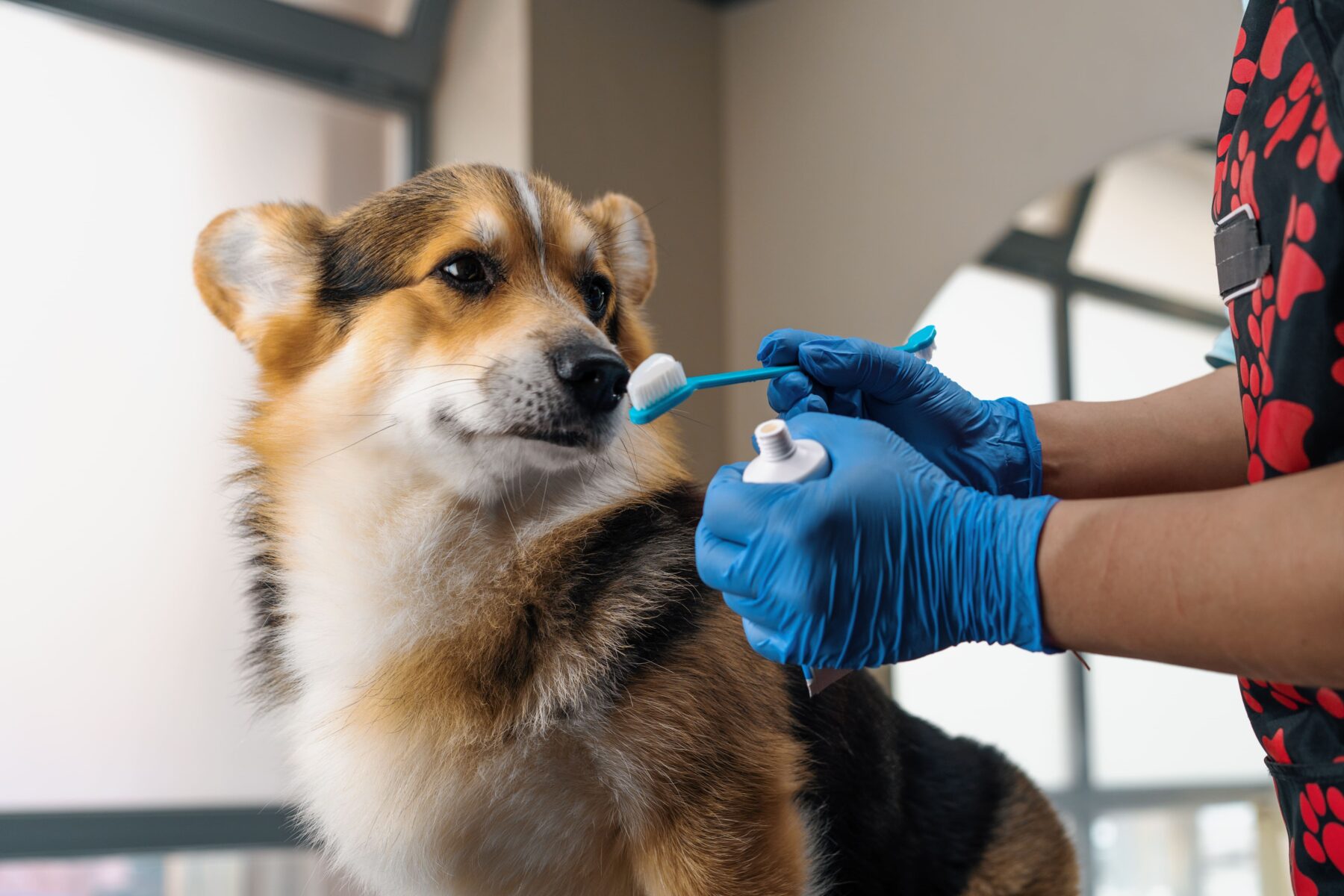 Pet se preparando para higiene bucal.