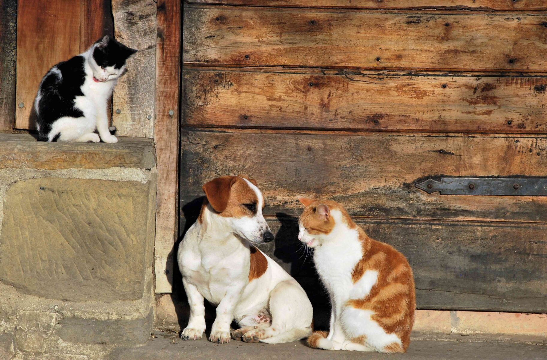 Dois gatos e um cachorro sentados.