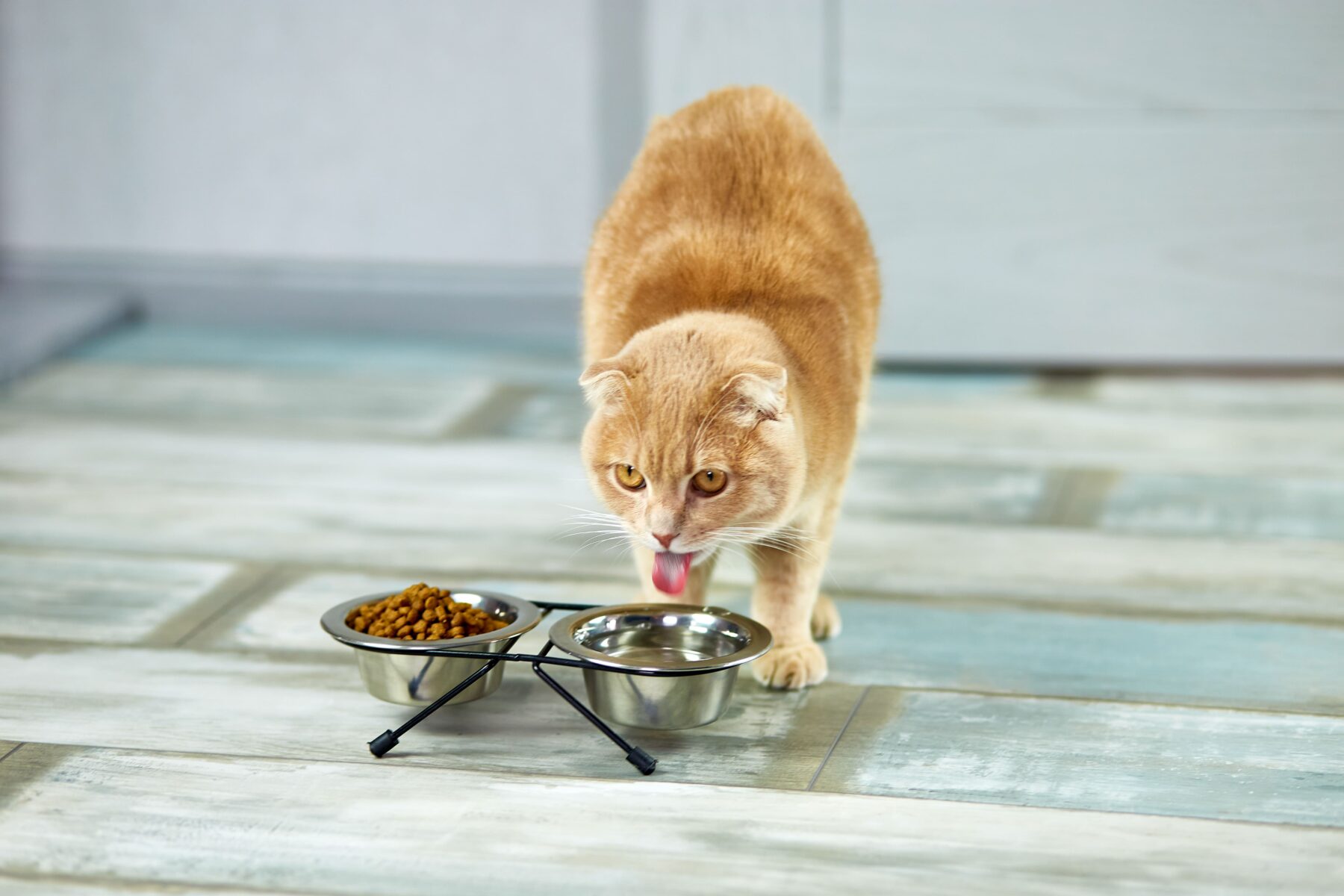 Gato bebendo água.