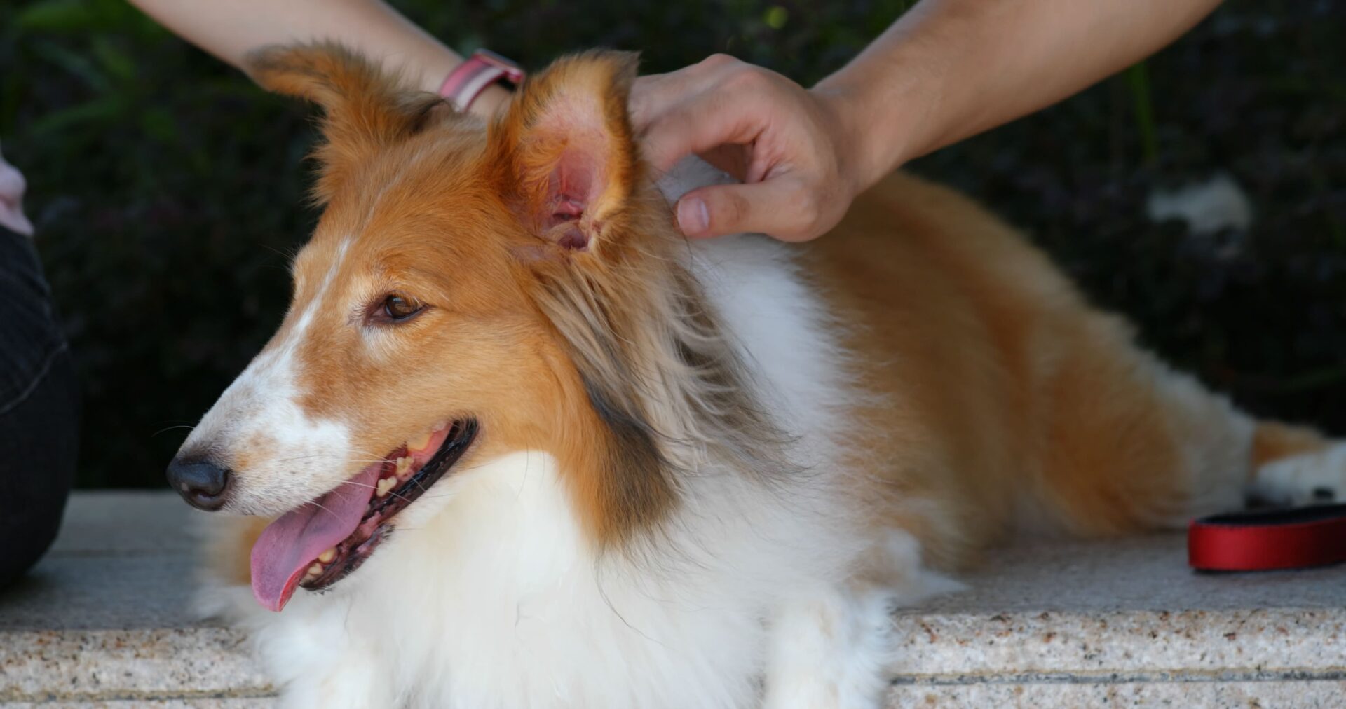 Cachorro com pelo macio e hidratado.