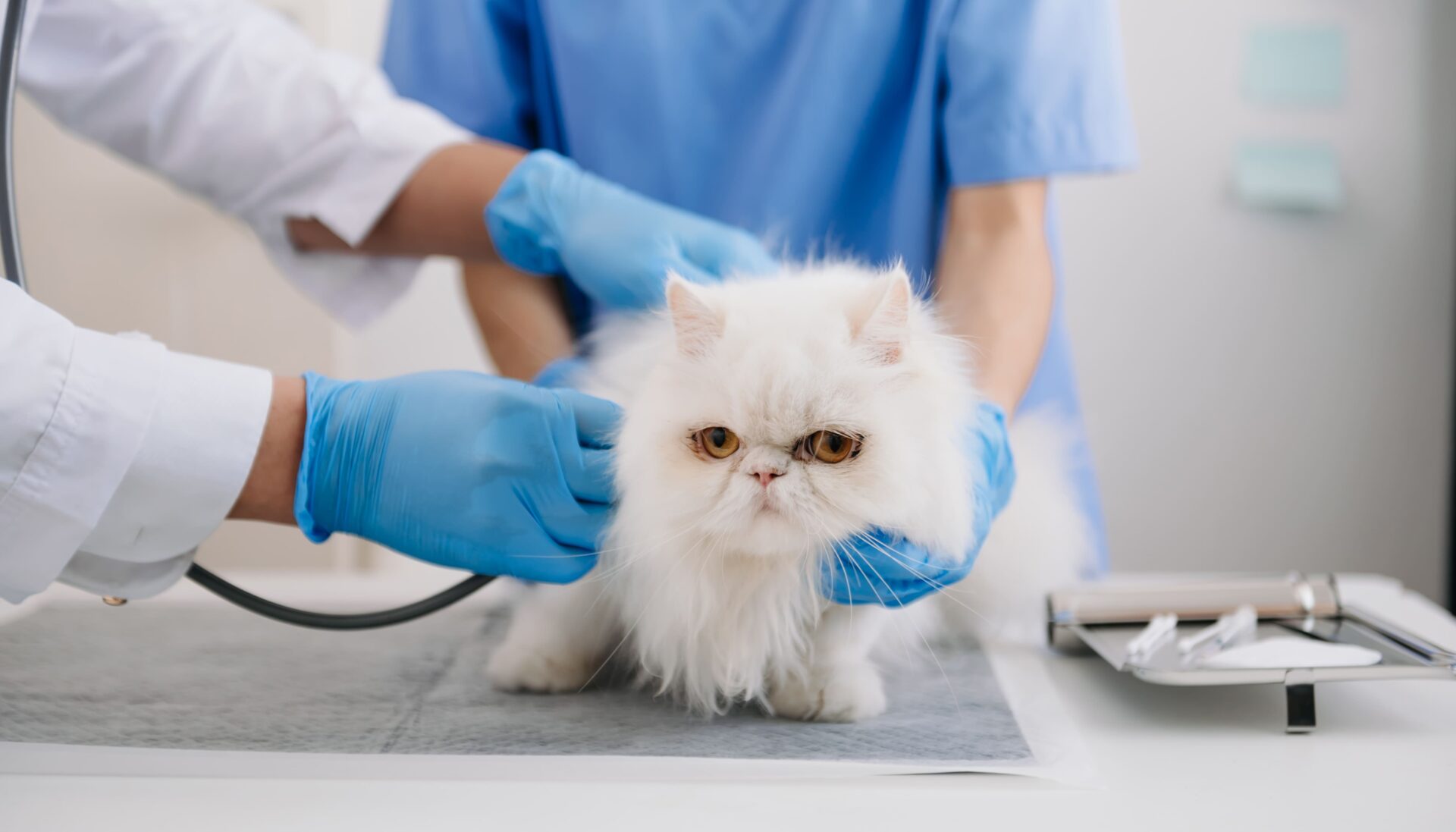 Veterinário analisando doenças em gatos.