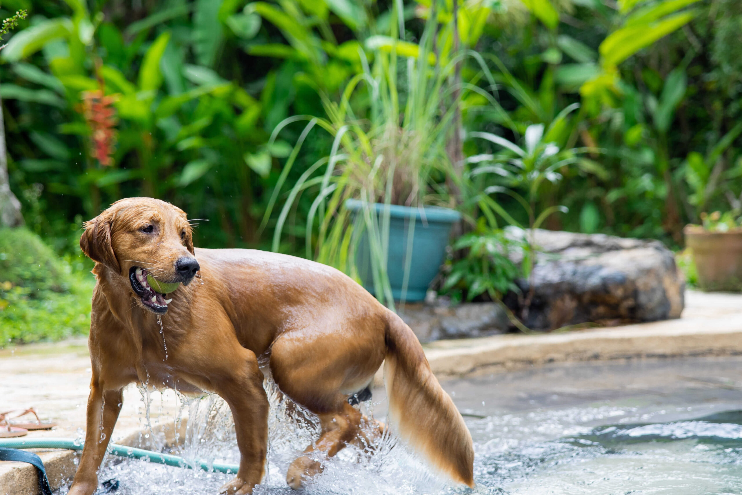 Cachorro com calor: dicas para refrescar seu pet