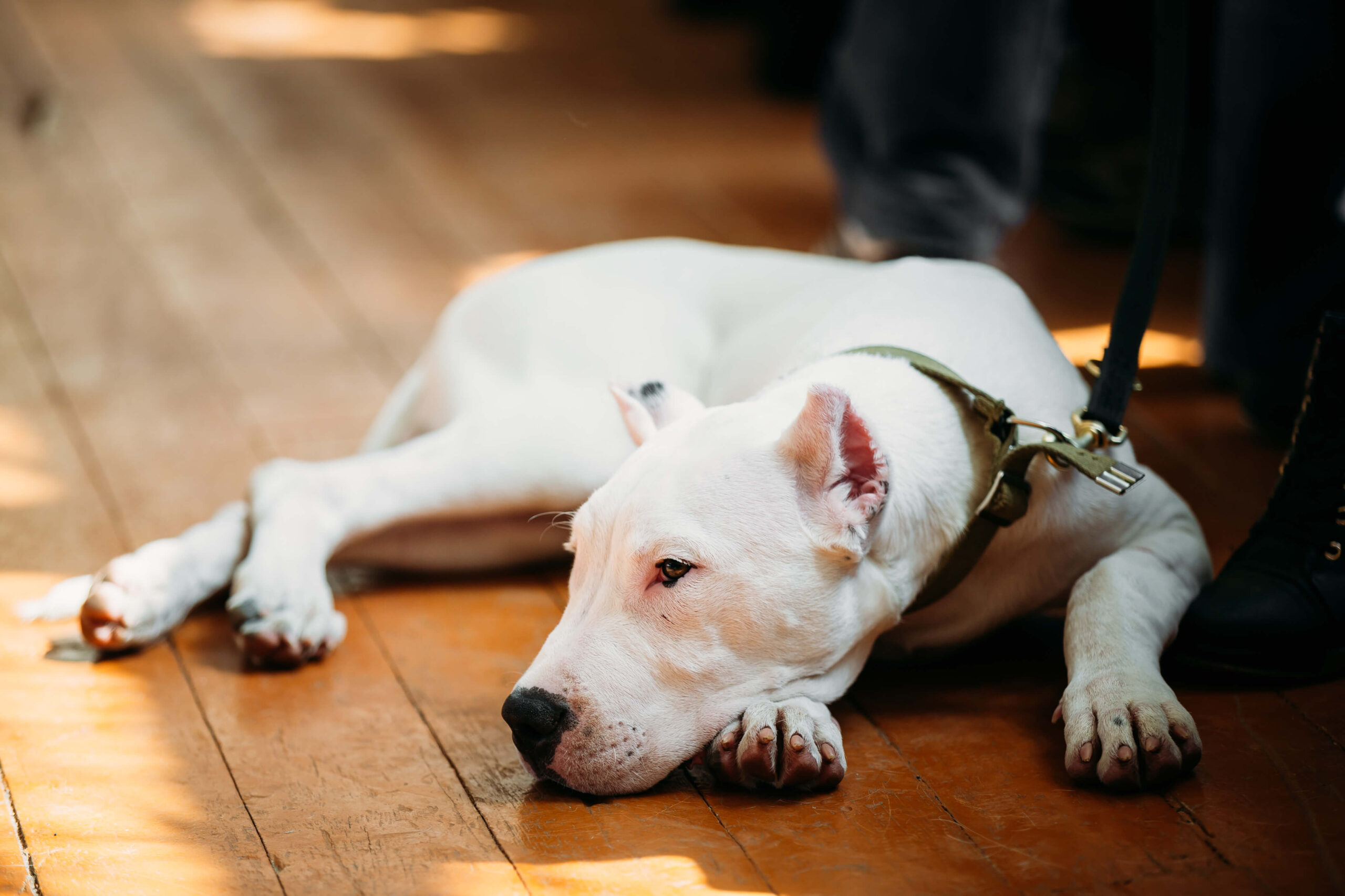 Pneumonia em cachorro: Conheça sintomas e como tratar
