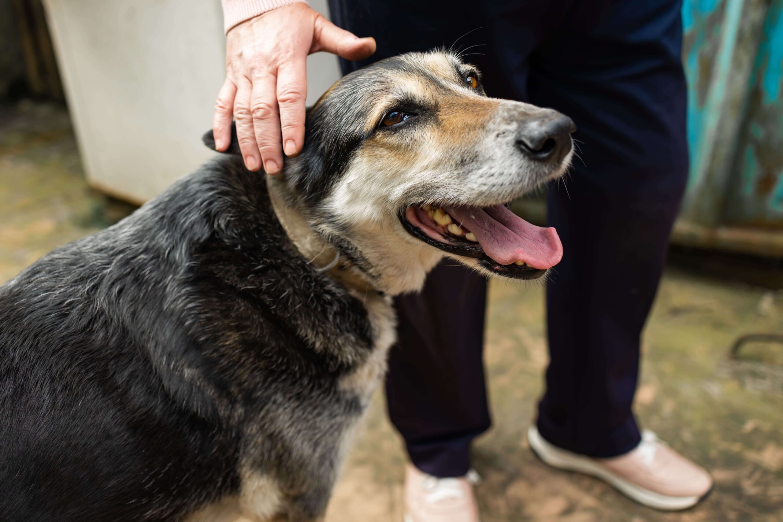 Cachorro idoso: 11 cuidados essenciais