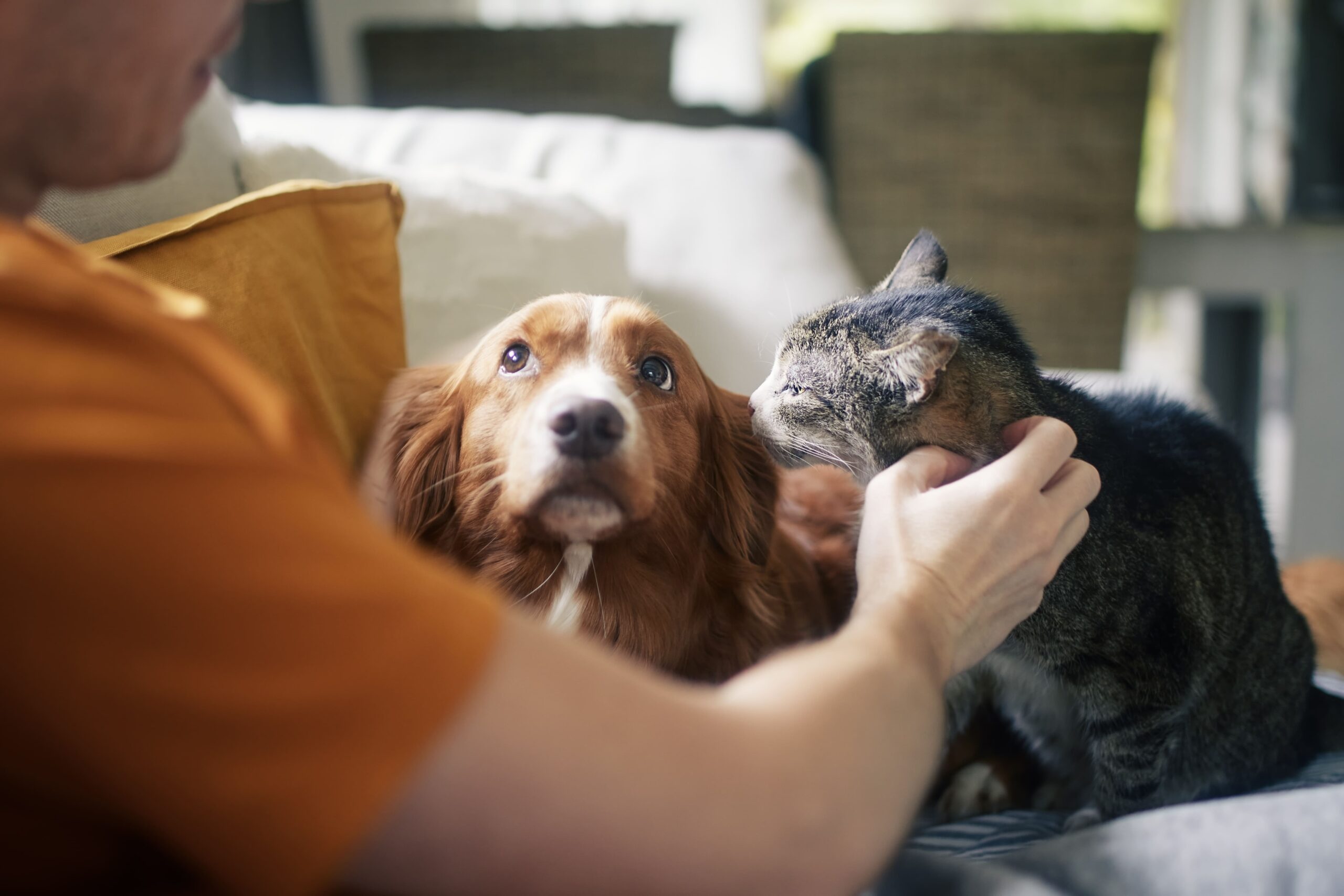 Tratamentos para sarna em pets: como proteger e evitar a transmissão