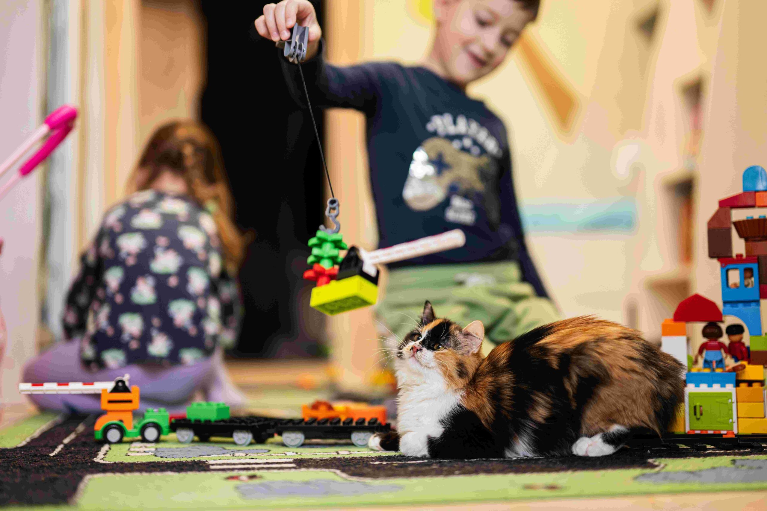 Brincadeiras para gatos: veja como entreter seu pet em casa