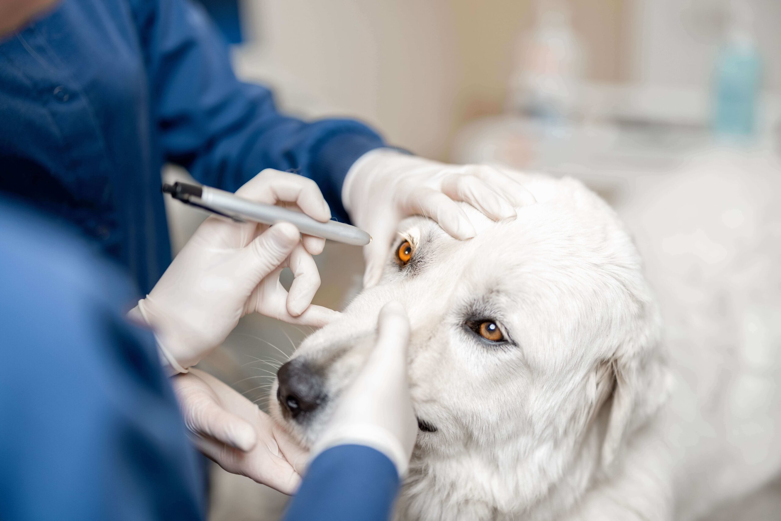 5 sinais de catarata em cachorro: como identificar e tratar?