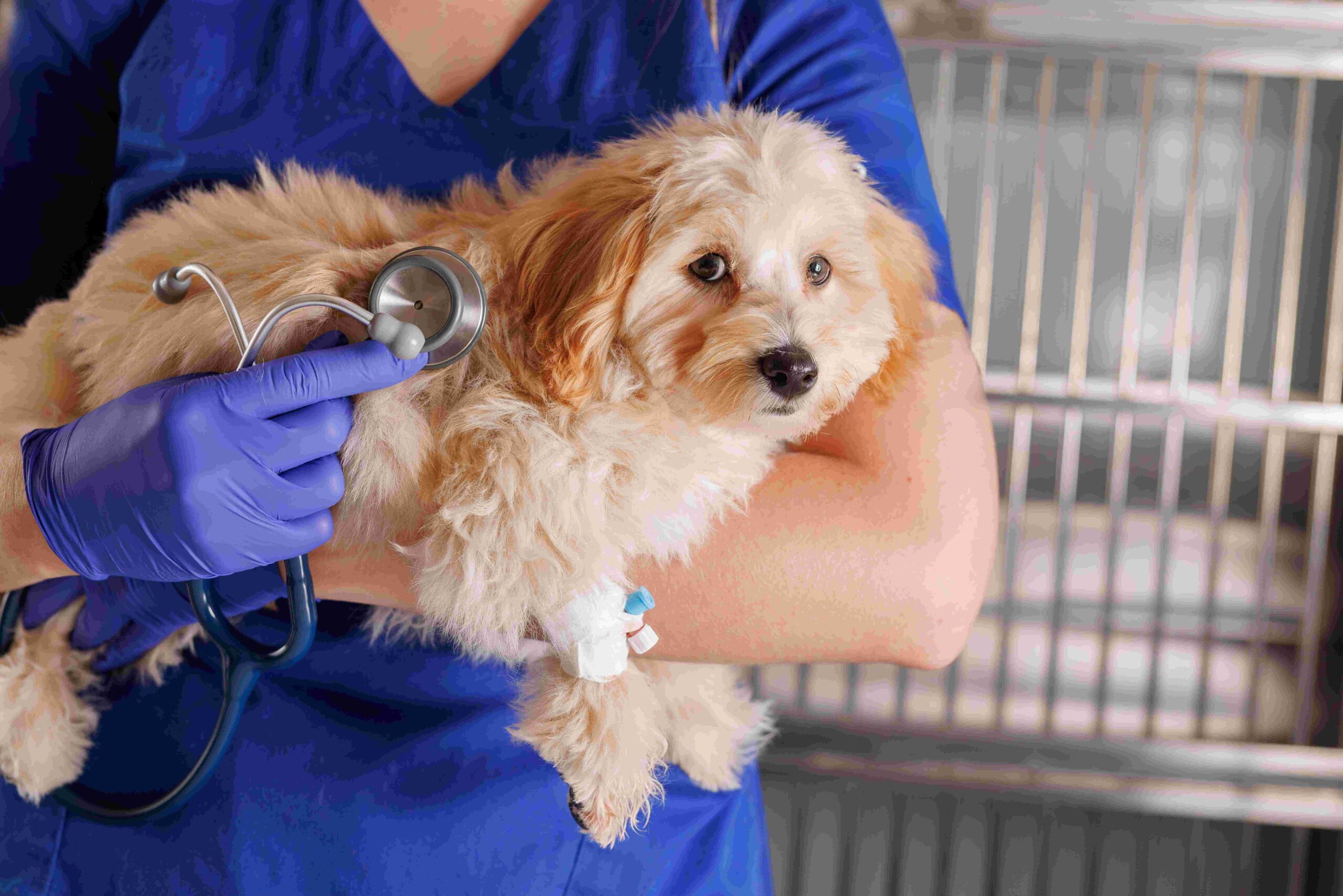Erliquiose canina: o que é, como prevenir e tratar?