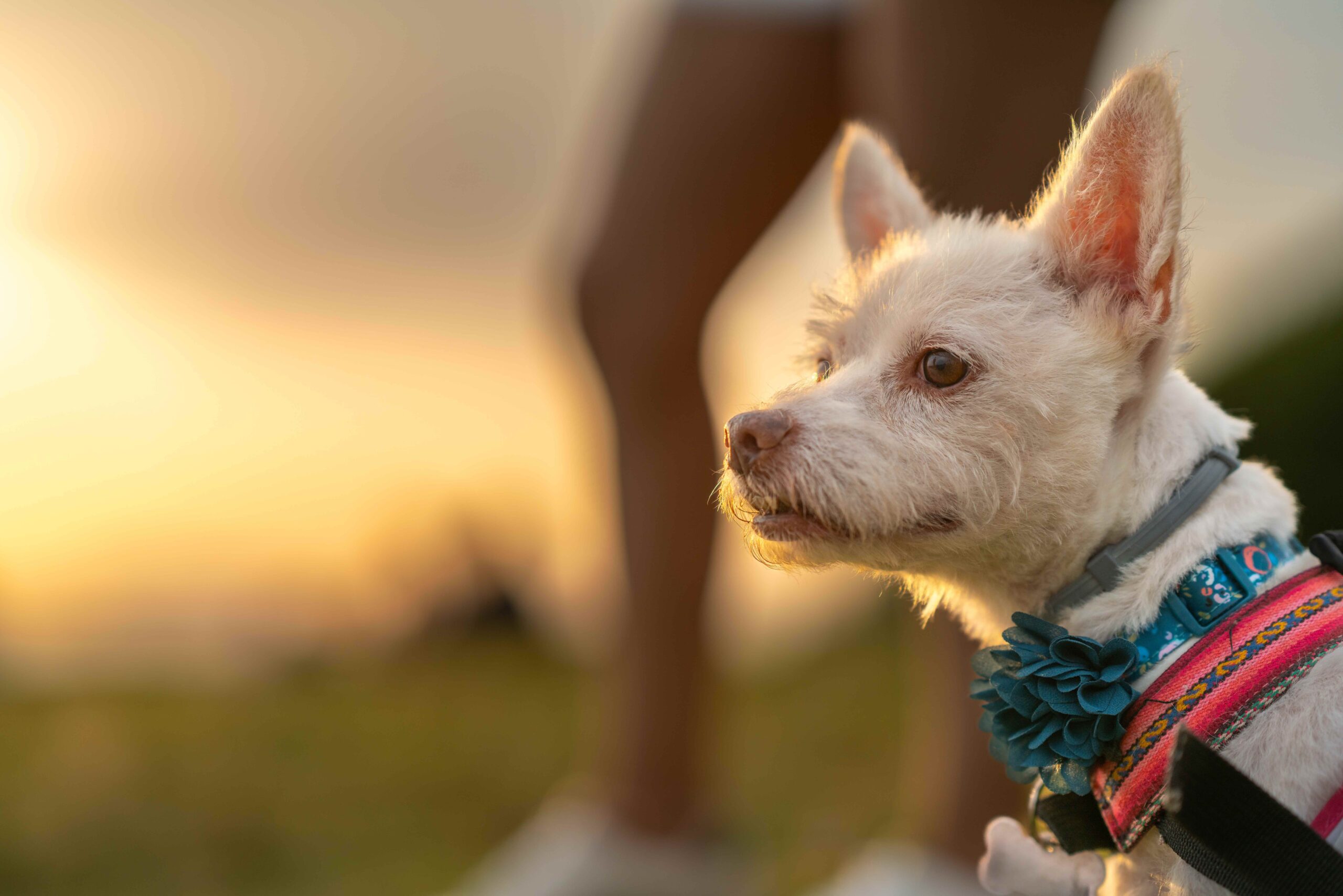 Secreção no olho do cachorro: quando se preocupar?