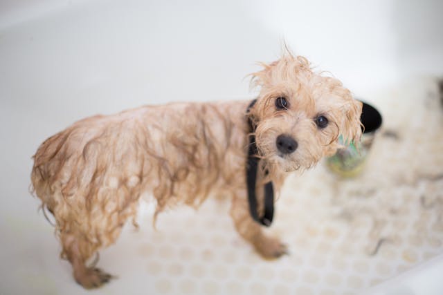 Cachorro molhado depois do banho