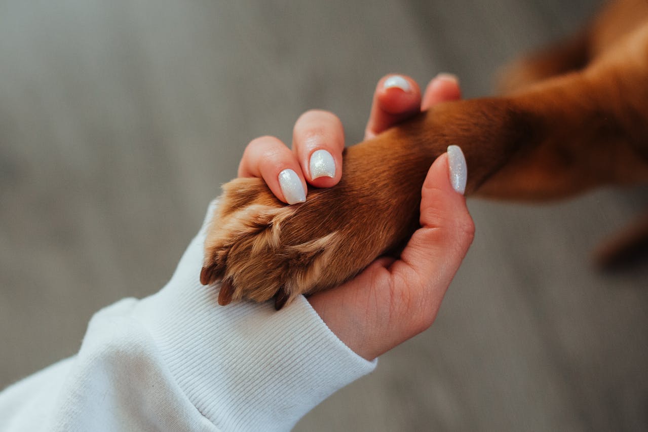 Junho Violeta Pet: prevenção de doenças oculares e dermatológicas