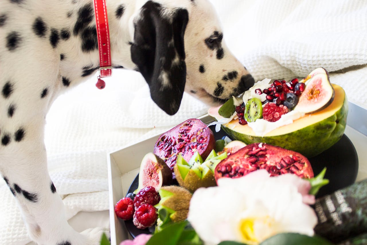 Cachorro dálmata cheirando uma tigela de frutas