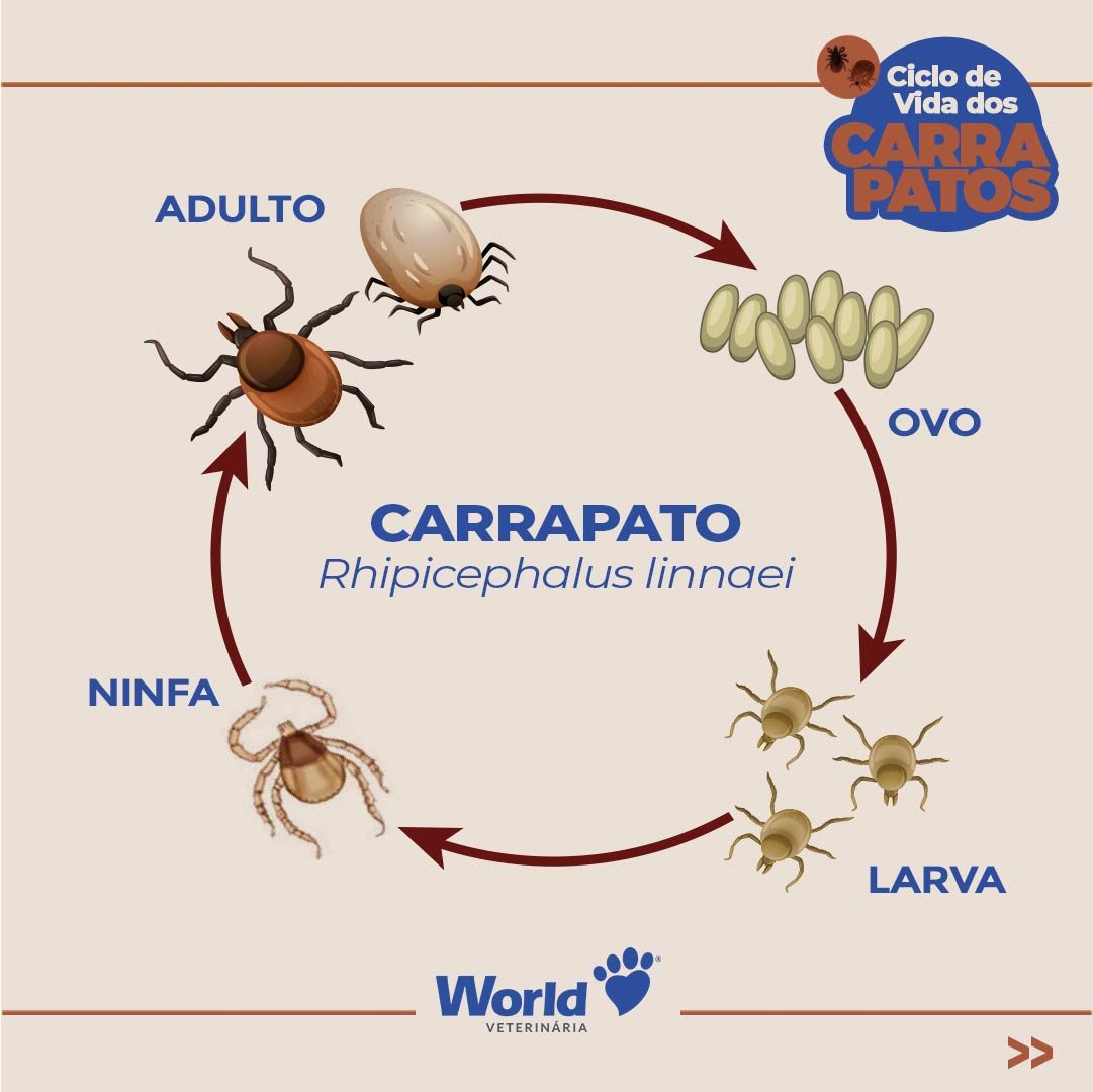 Infográfico do ciclo de vida do carrapato: ovo, larva, ninfa e adulto