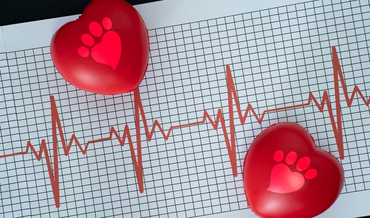Corações vermelhos com patinha sobre um eletrocardiograma