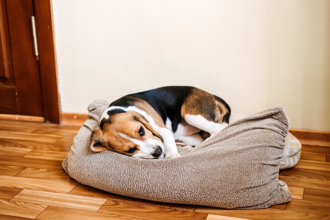 Pet vomitando: e agora?