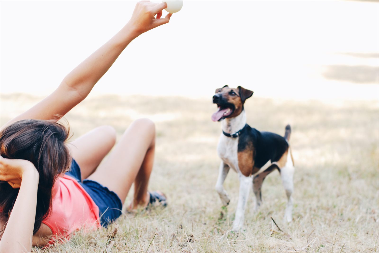 Mulher brincando com cachorro em um campo