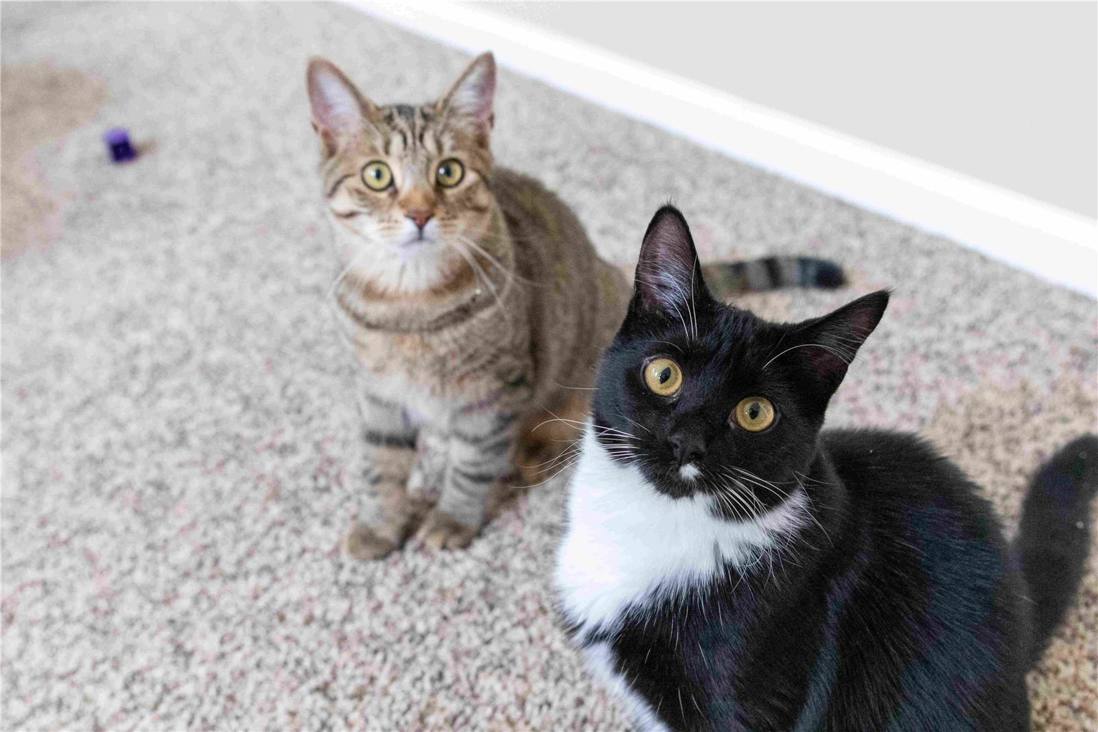 Anti-inflamatório e analgésico para gatos: como escolher o melhor?