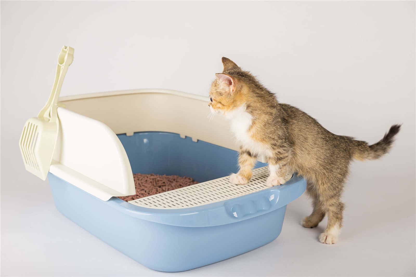 Areia para gato: como escolher a ideal para seu felino.