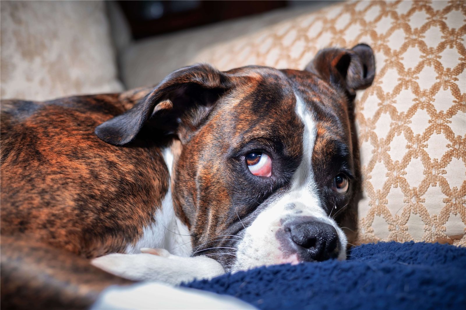 Artrite em cachorro: como identificar e tratar?