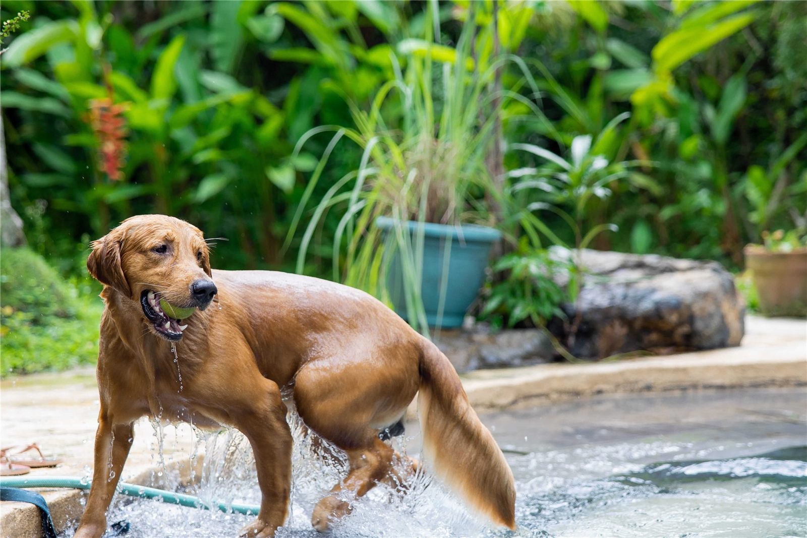 Cachorro com calor: dicas para refrescar seu pet