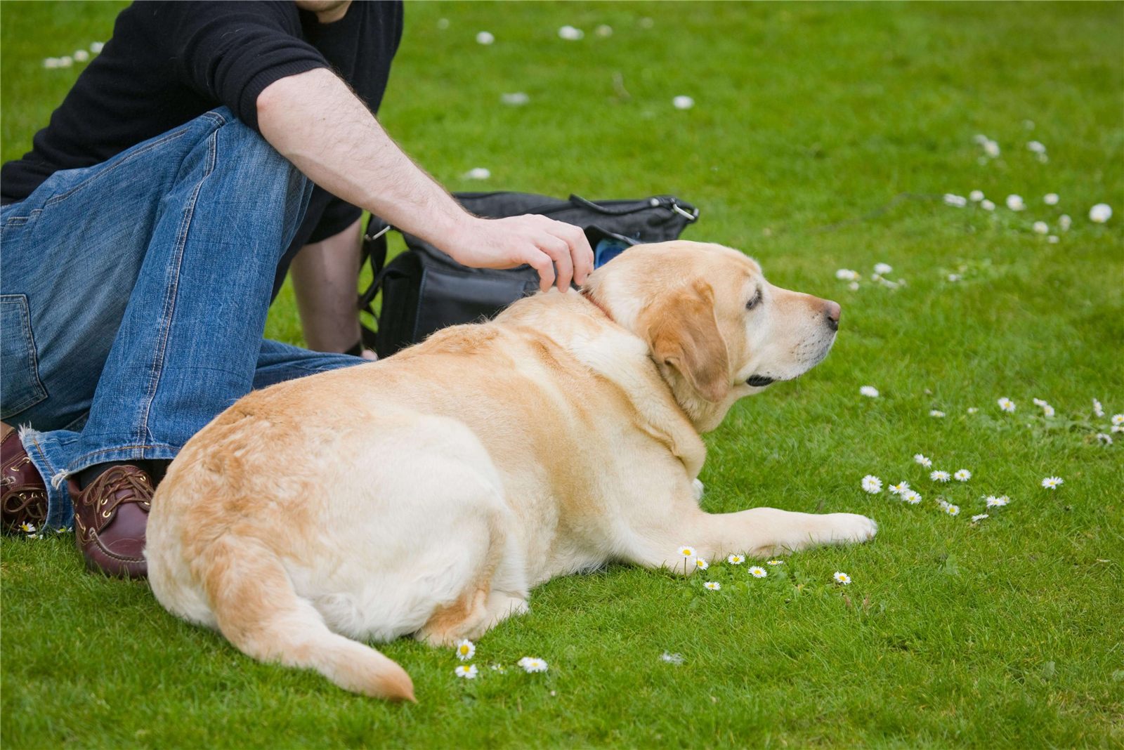 Cachorro obeso: como tratar?