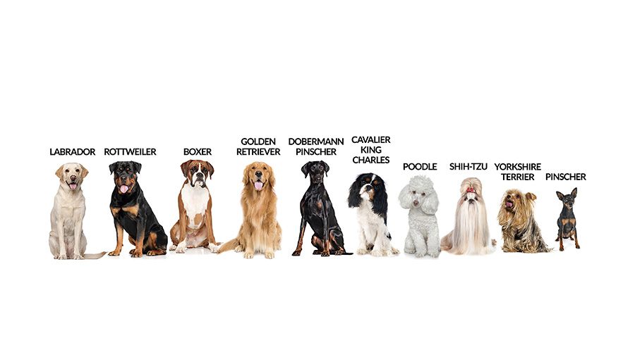 Raças de cães predispostas a doenças cardíacas, como labrador, boxer e poodle