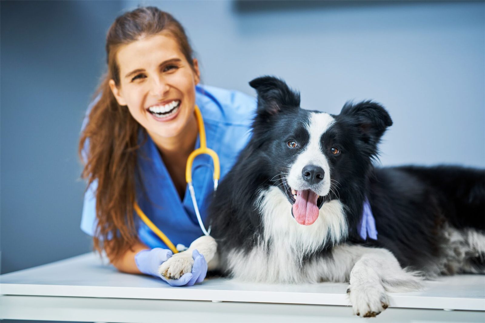 Veterinária cuidando de cadela.