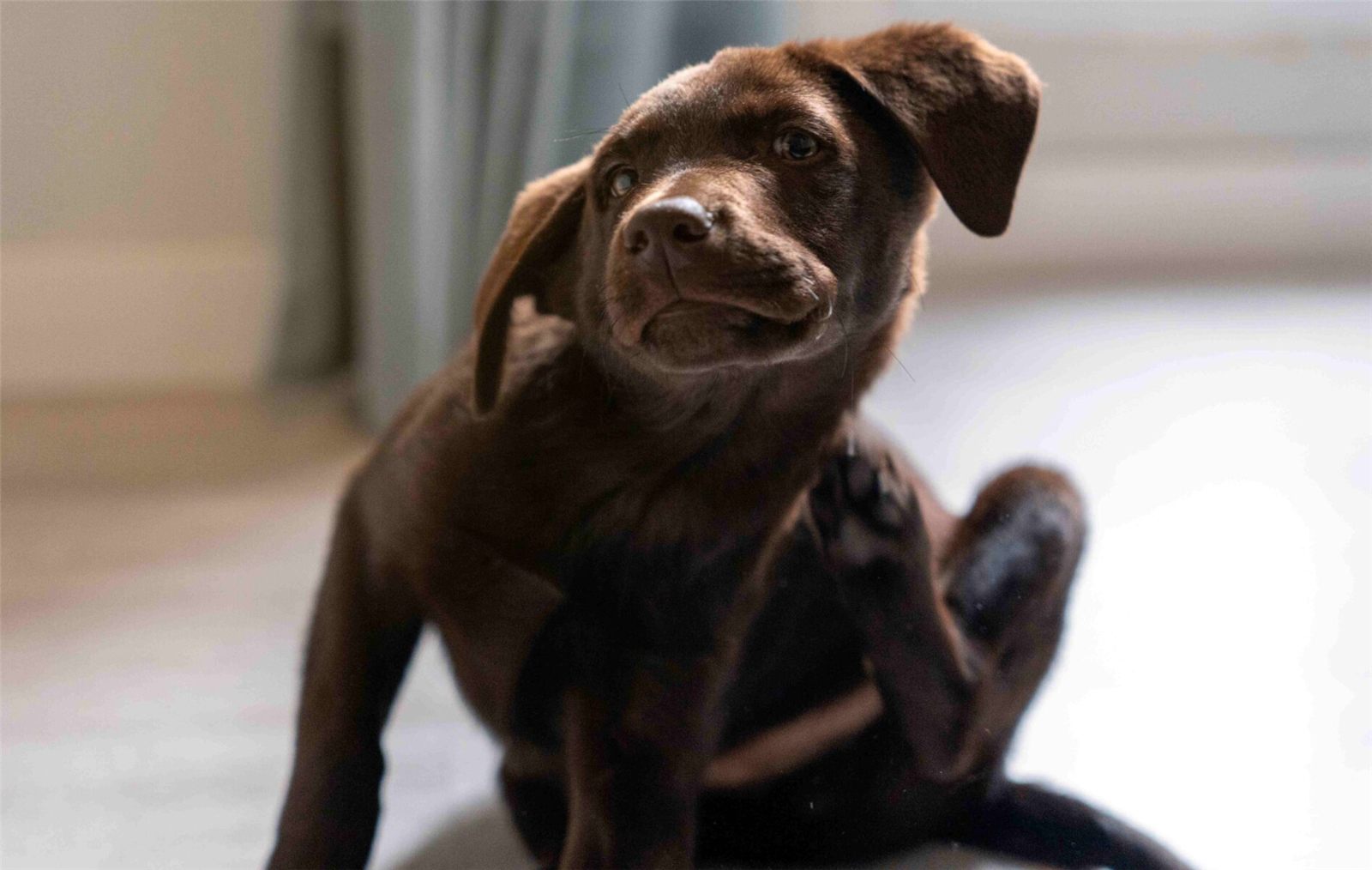 Meu cachorro se coça muito, mas não tem pulga: o que pode ser?