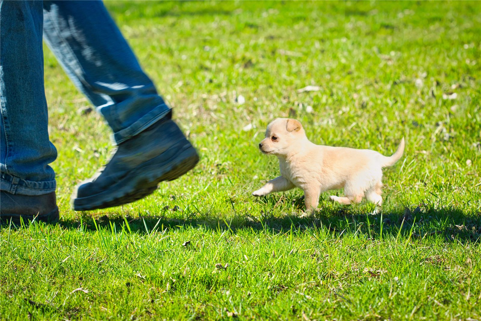 Com quantos meses o cachorro pode passear?
