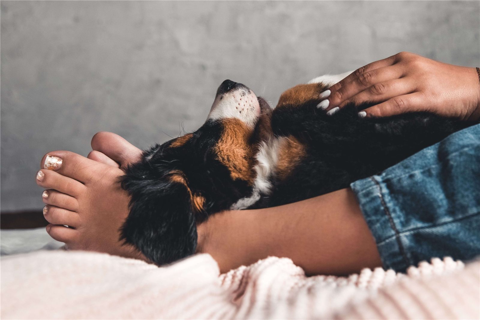 Como acalmar Cachorro com medo de Fogos: 9 dicas
