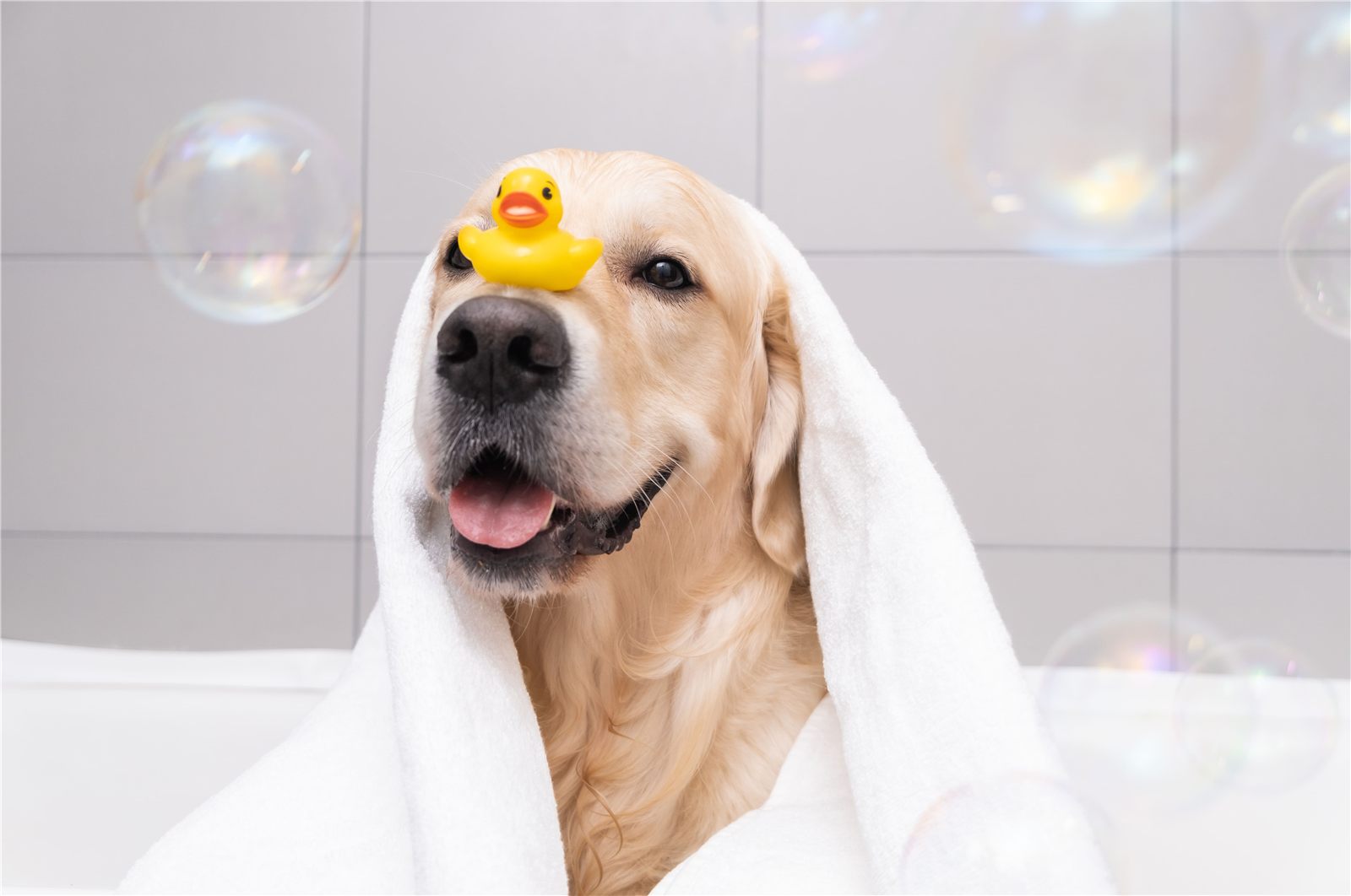 Como tirar cheiro forte da pele do cachorro