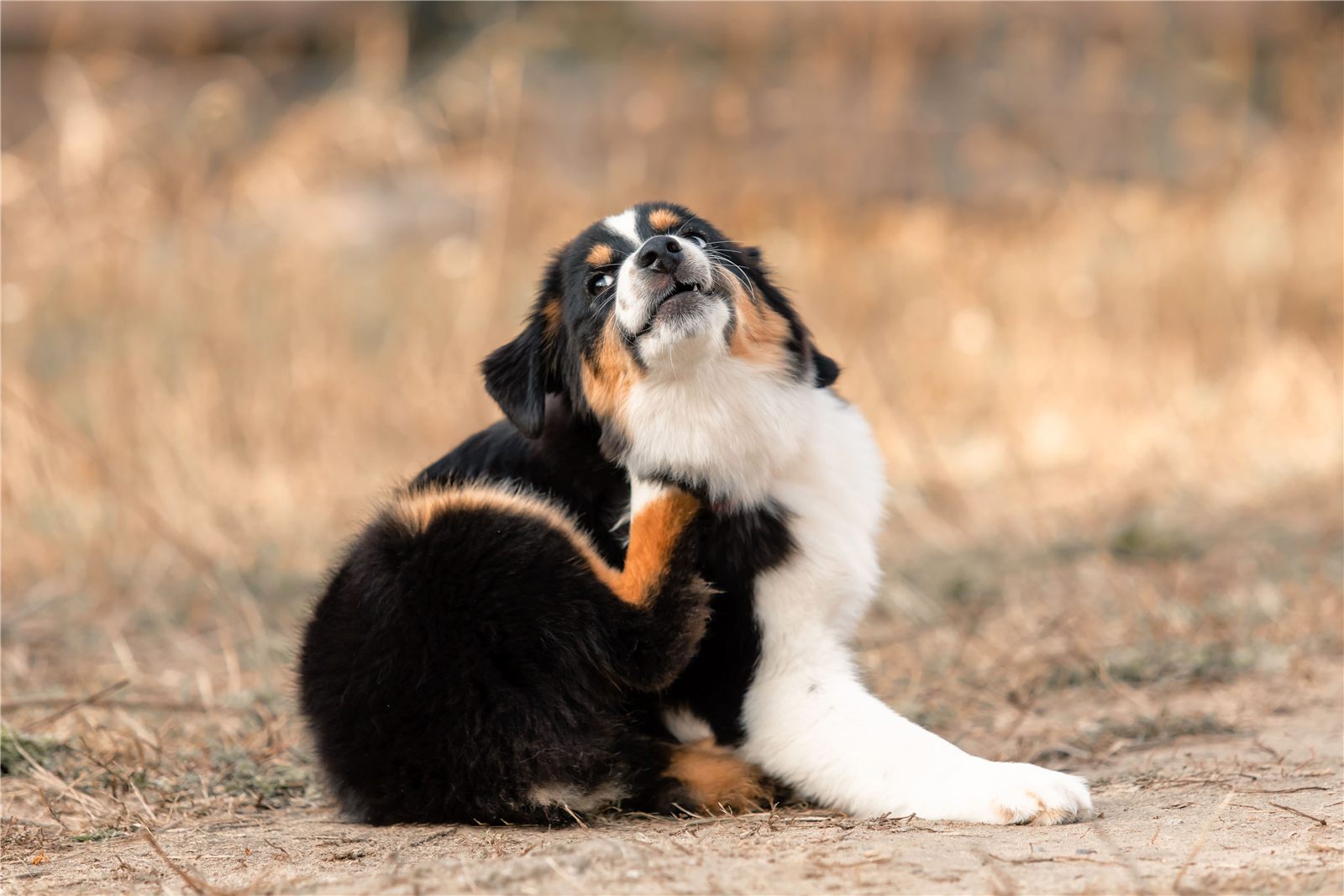 Dermatite em cachorro: causas, sintomas e tratamento