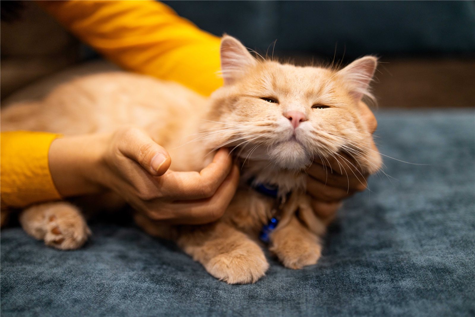 Dermatite em gatos: como tratar e prevenir?