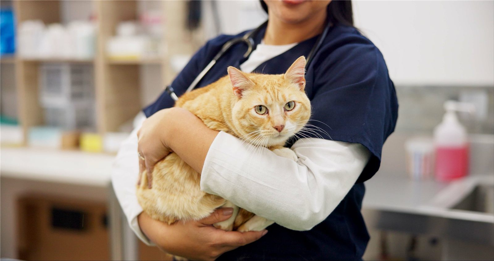 O que é FIV em gatos? Sintomas e tratamento