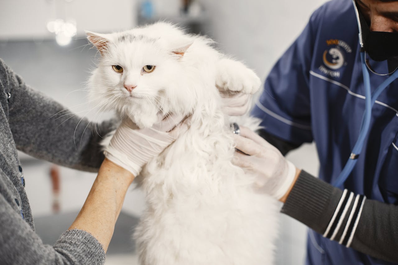 Gato também precisa ir regularmente ao veterinário