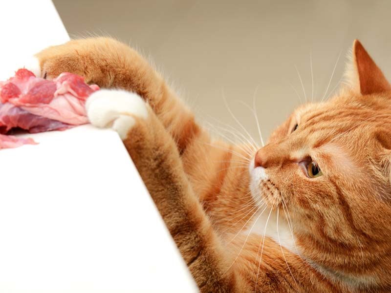 10 coisas que seu gatinho apronta quando você dá mole!