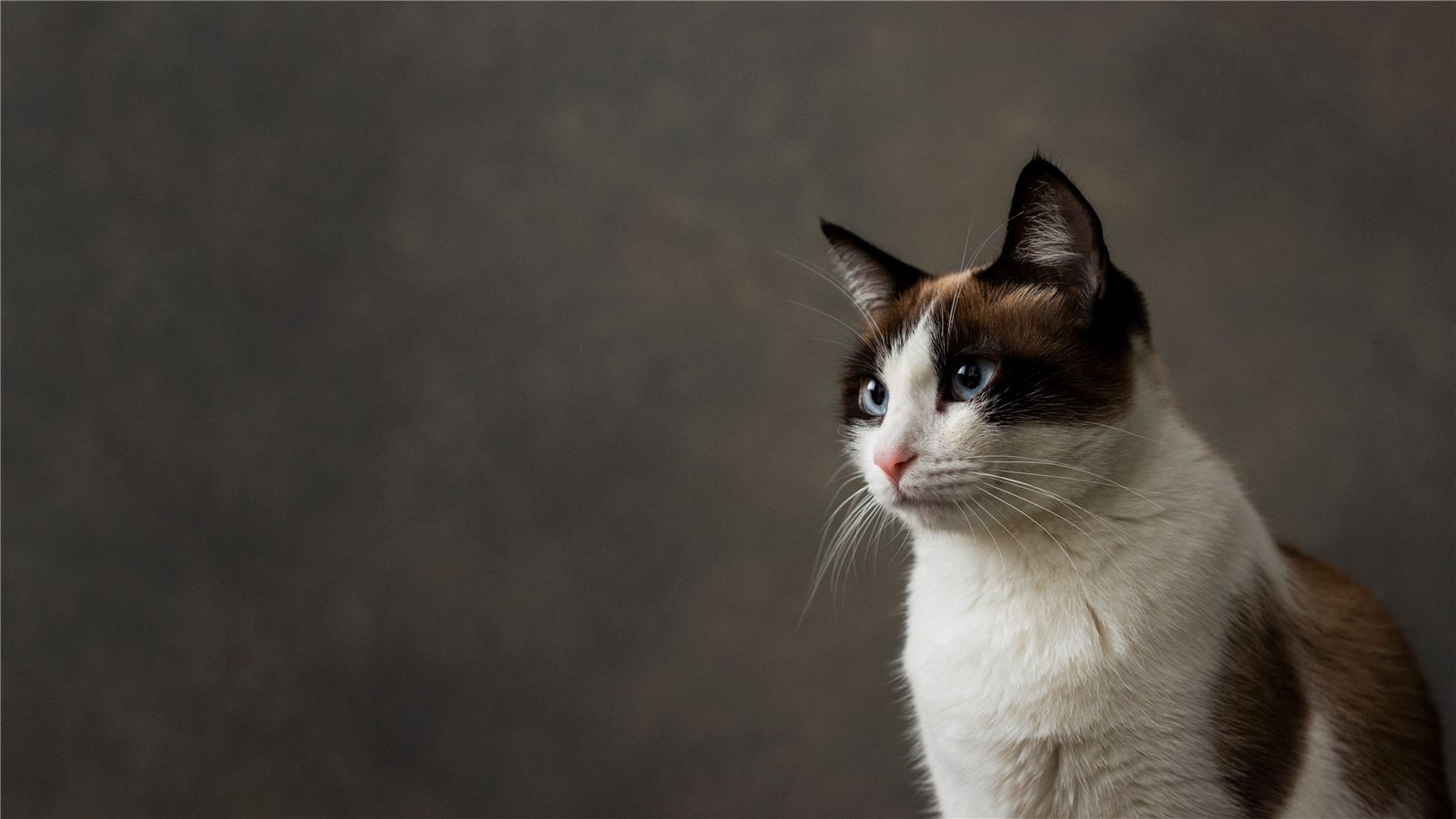 Seu gato não quer comer? Saiba o que pode ser e quando se preocupar